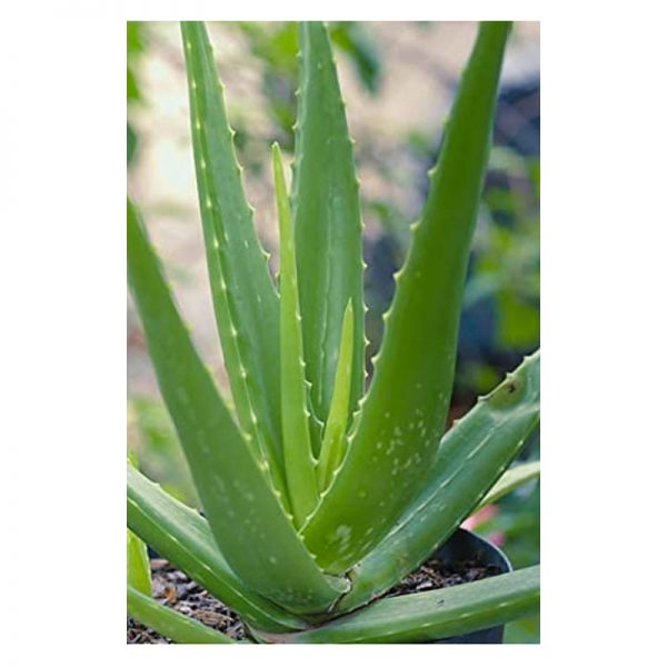 Aloe Vera - Image 2